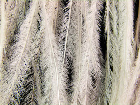 Taśma 12cm piórowa STRUŚ ivory