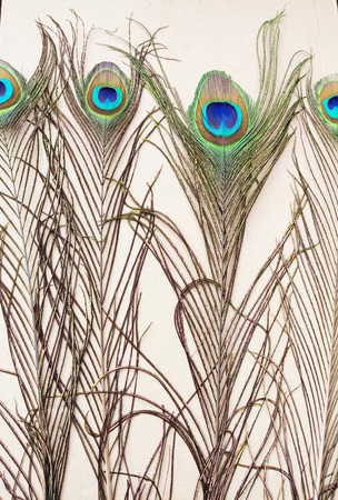 Pawie pióra - dekoracja