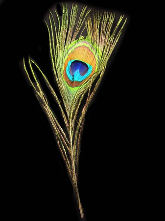 Pawie pióra - dekoracja