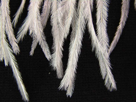 Taśma 12cm piórowa STRUŚ ivory