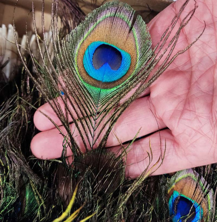 Pawie pióra - dekoracja