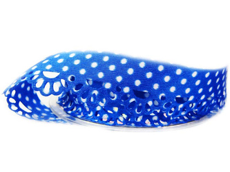 Taśma 2cm atłas OBSZYWKA chaber