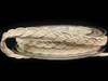 Taśma 0,7cm galonowa ivory