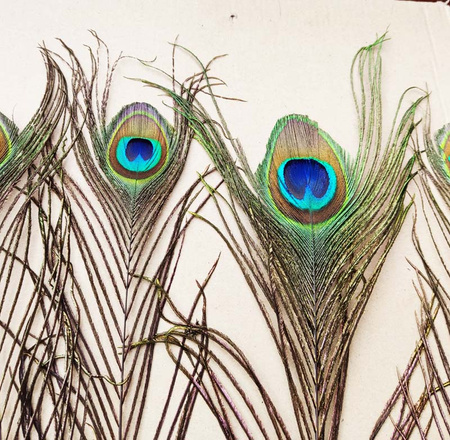 Pawie pióra - dekoracja