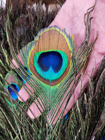 Pawie pióra - dekoracja