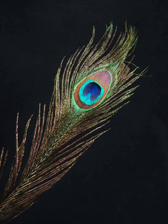 Pawie pióra - dekoracja