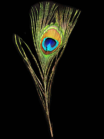 Pawie pióra - dekoracja