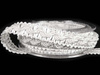 Taśma 1,2cm galonowa biała