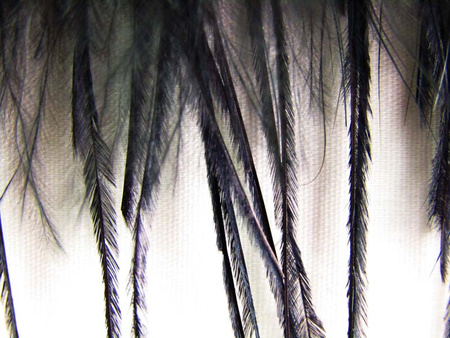 Taśma 10cm piórowa STRUŚ & MARABUT czarna